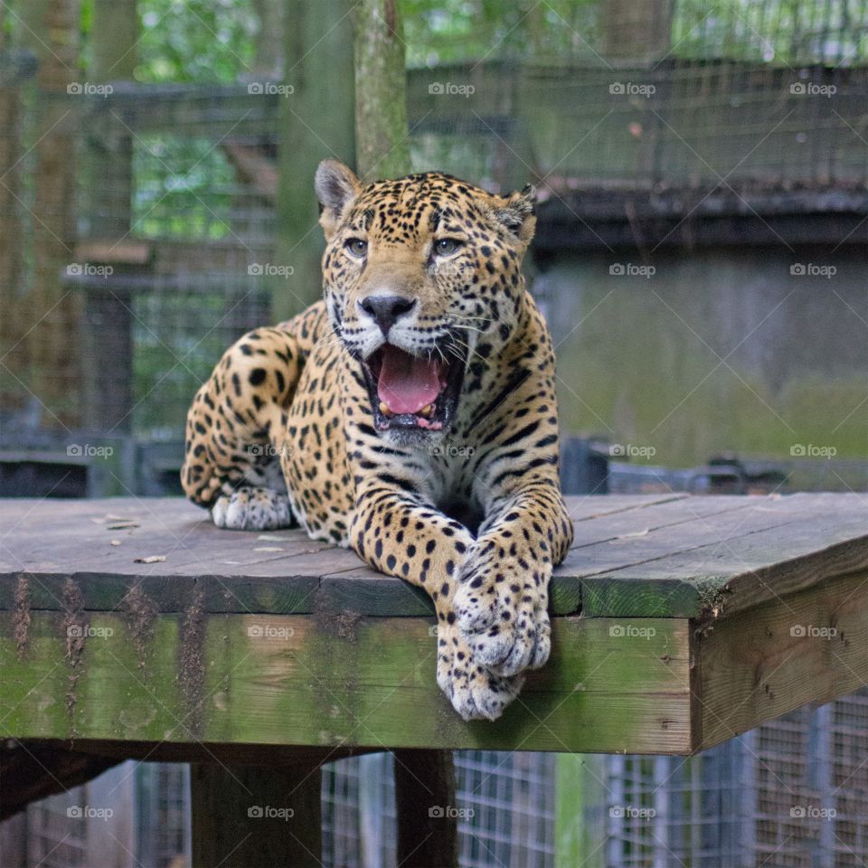 Jaguar View 