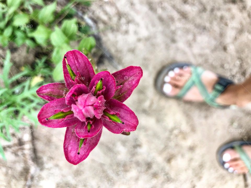 Coming across beautiful and unique wildflowers while hiking always fills me with joy and intrigue 