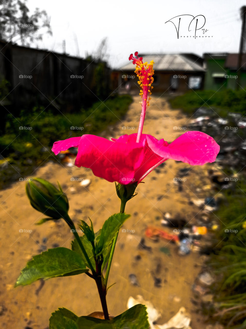 A lovely hibiscus in the midst of rumbles