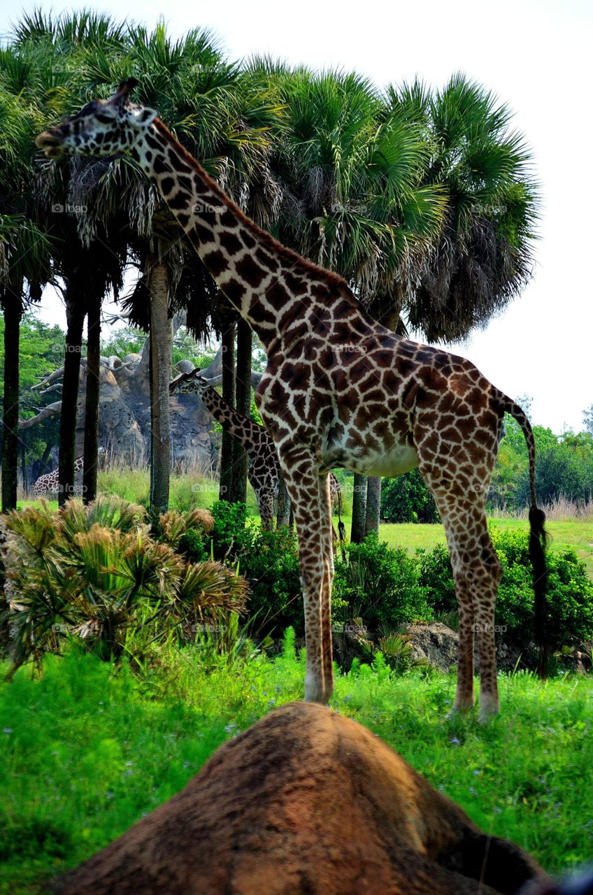 I took this photo at Disney's Animal Kingdom on the Safari ride.  The animals are most active early in the morning so this is always the first thing we do when we go to the park.