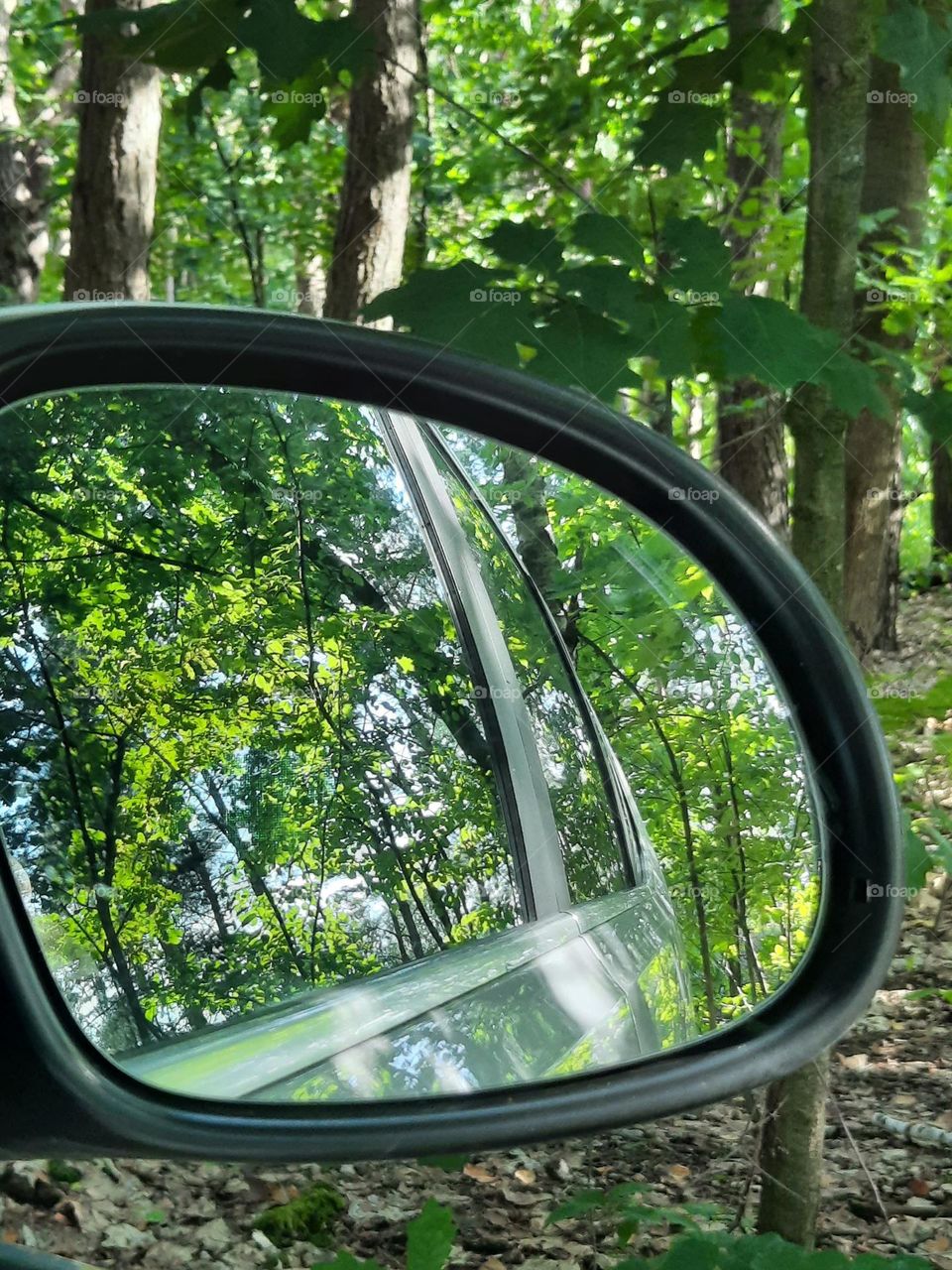 green nature in reflection