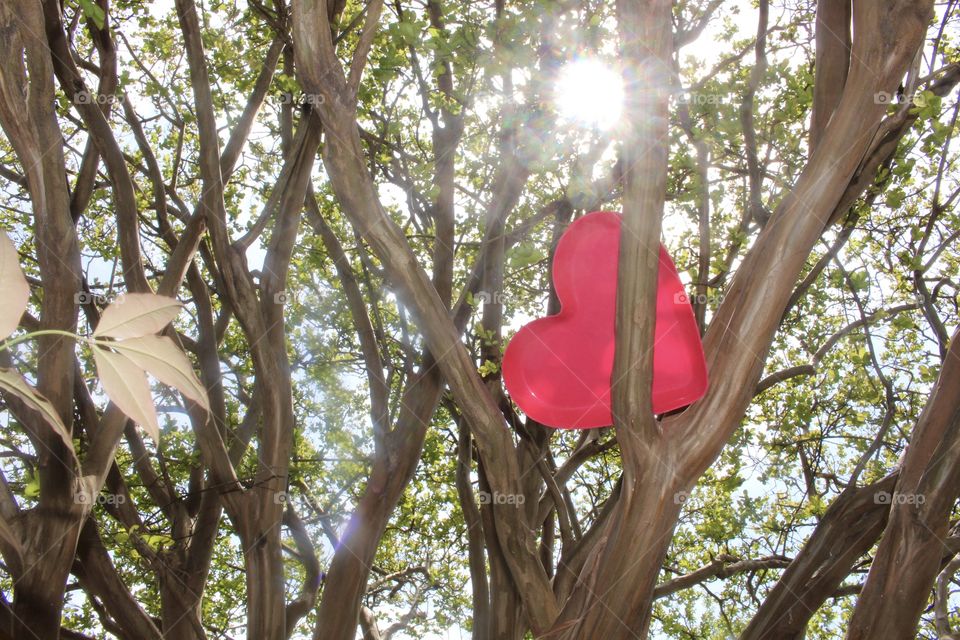 I Found Your Heart In My Tree