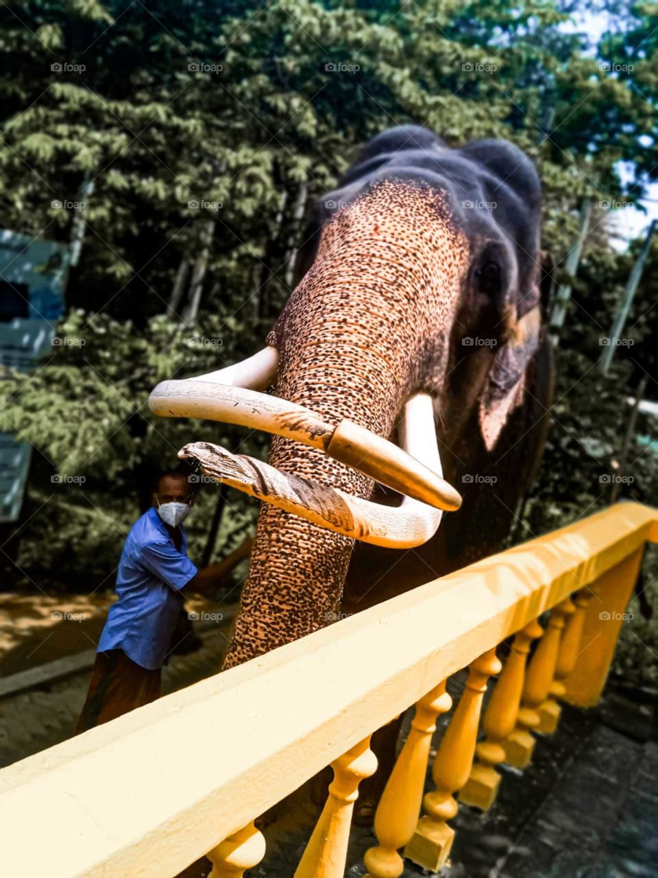 The elephant in sri lanka