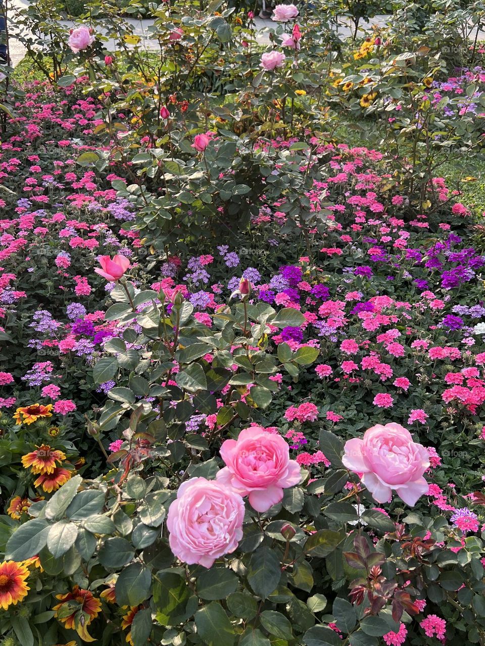 Many roses in Yuanshan Flower Expo Park