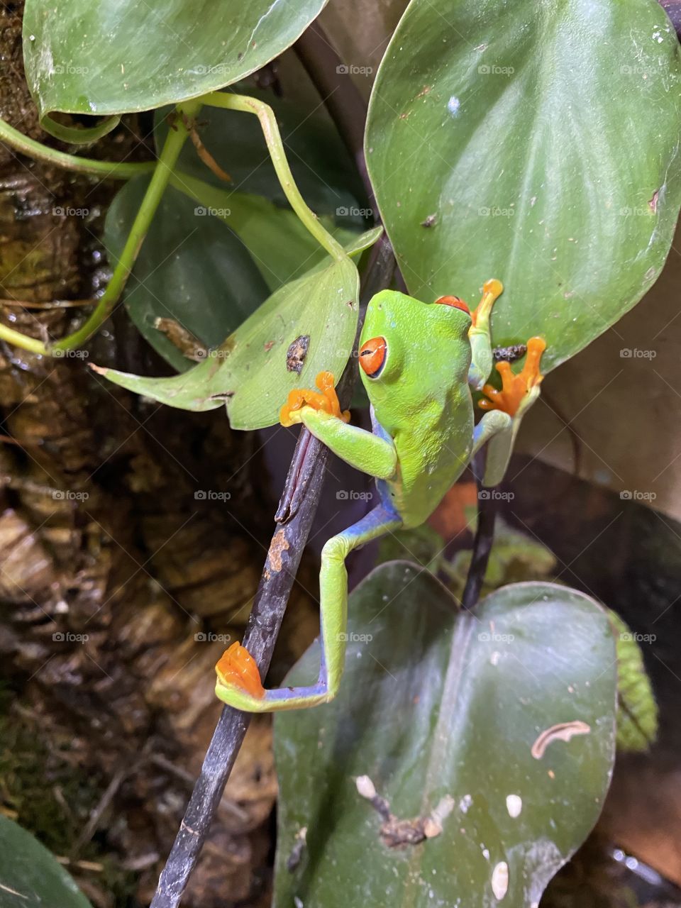 Red Eyed Tree Frog Stretched between plants and vines 