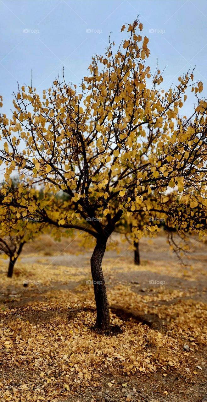 autumn tree Autumn is the painter of nature