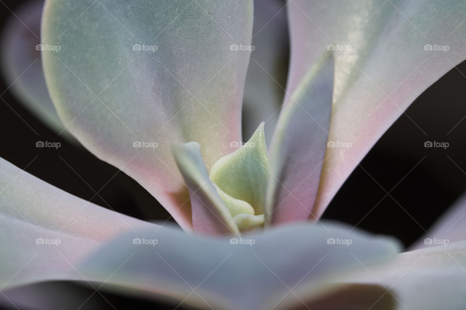 Macro of inner leafs desert rose succulent