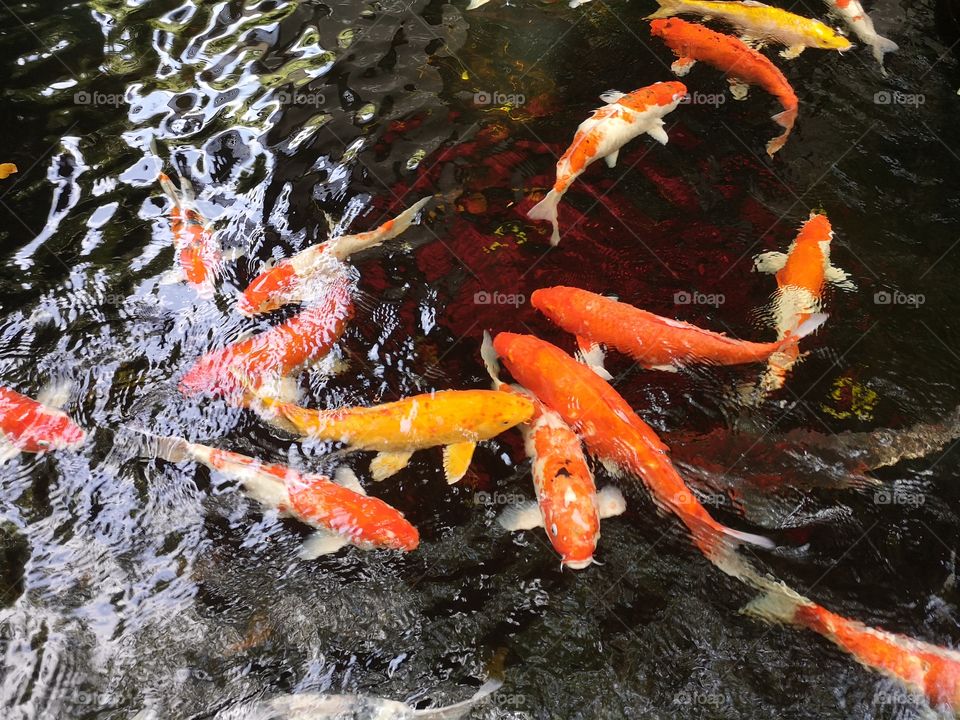 Fancy​ carp​ koi fish​