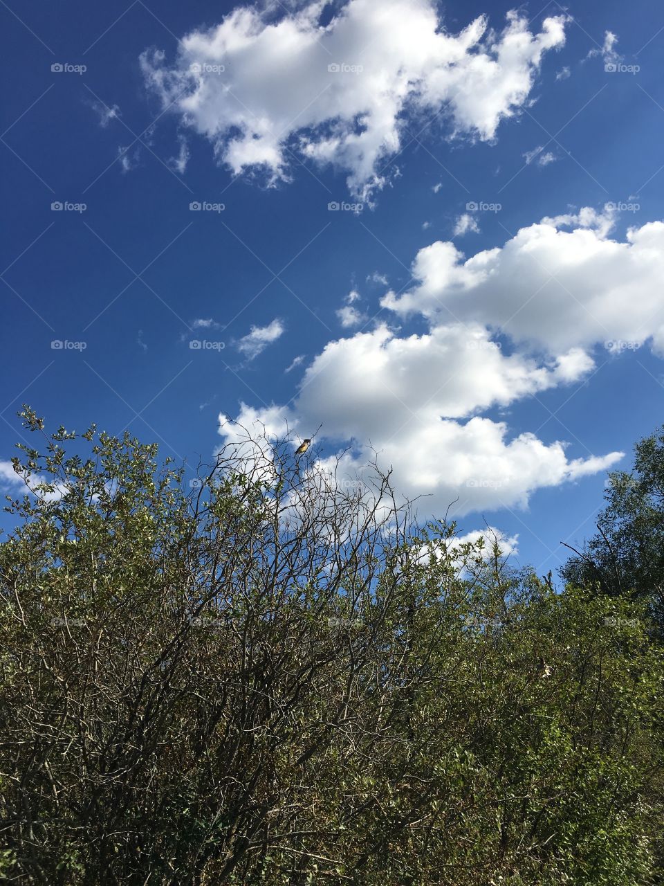 Sky, Landscape, Tree, Nature, No Person