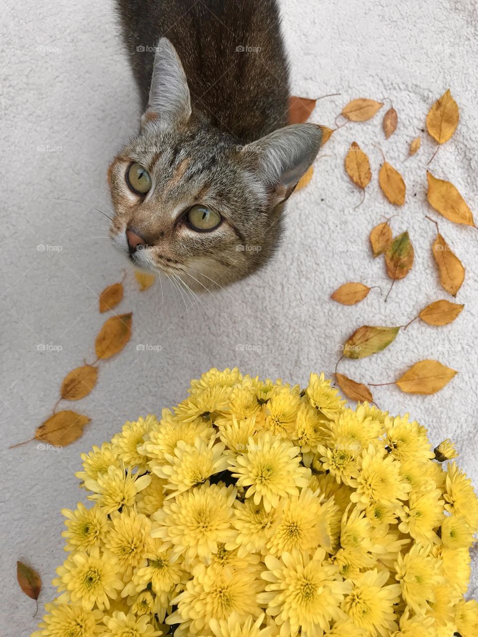 Cat with yellow leaves and yellow chrysanthemums 