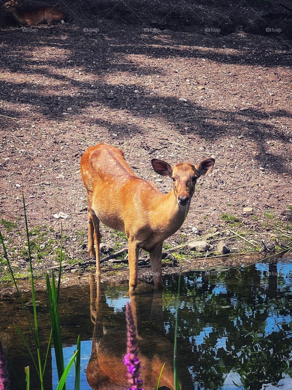 Deer