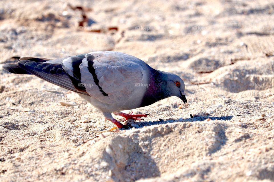 Pigeon closeup on the sand st the beach