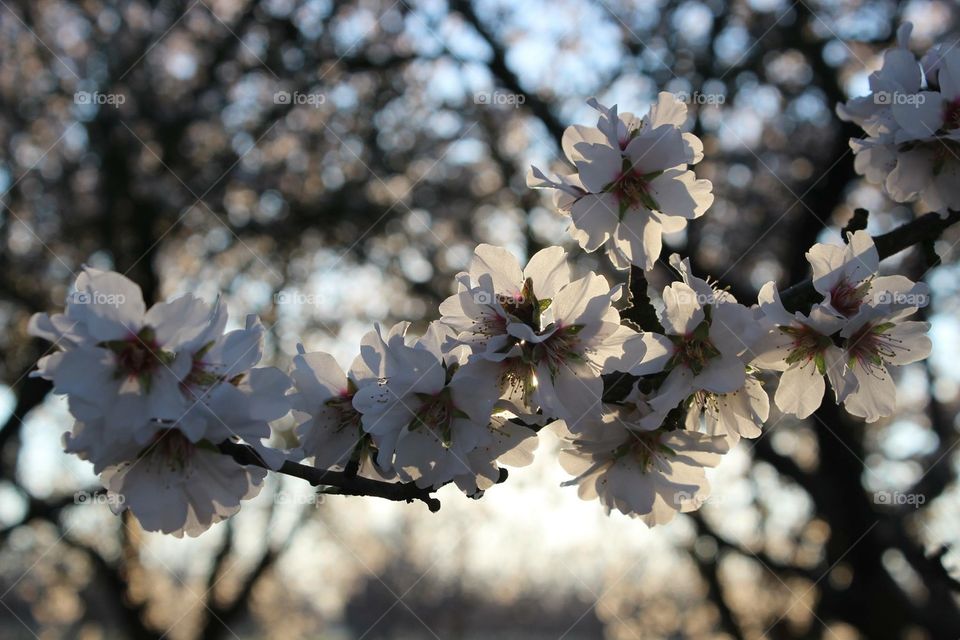 Spring almond Blossoms in the golden glow of evening 
