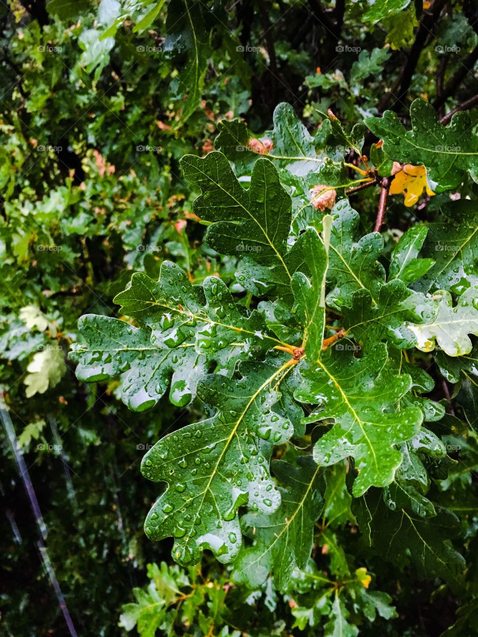 Oak leaves in the rain