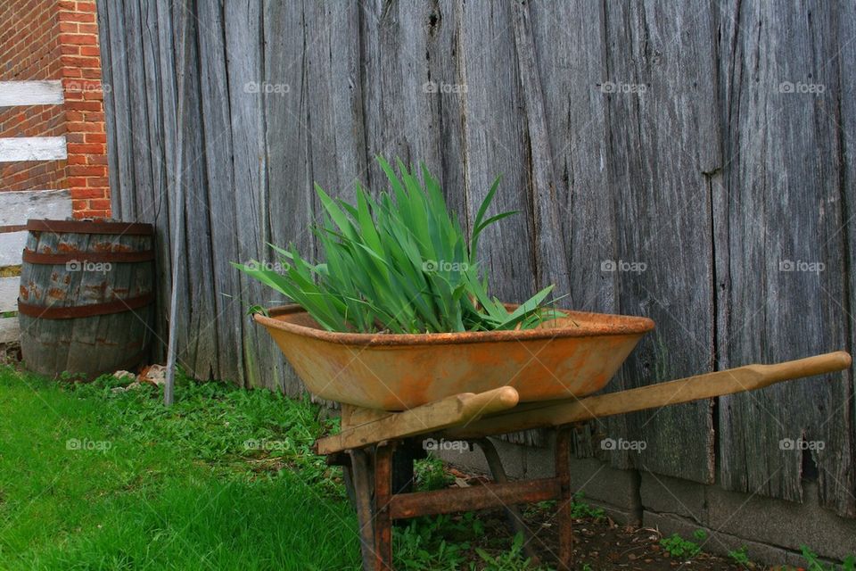 Wheelbarrow of Tulips