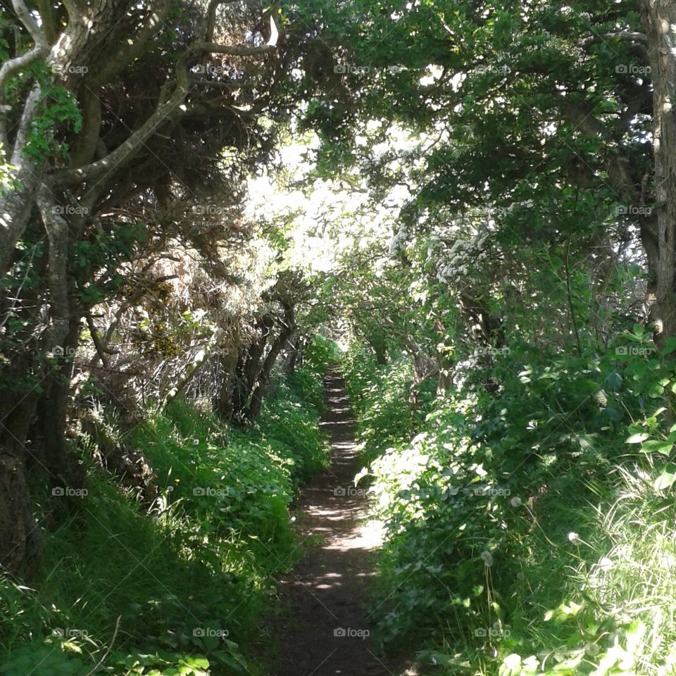 Magical midsummer pathway - sunken lane keading down to a neolithic stone circle #Ireland #midsummer #magical