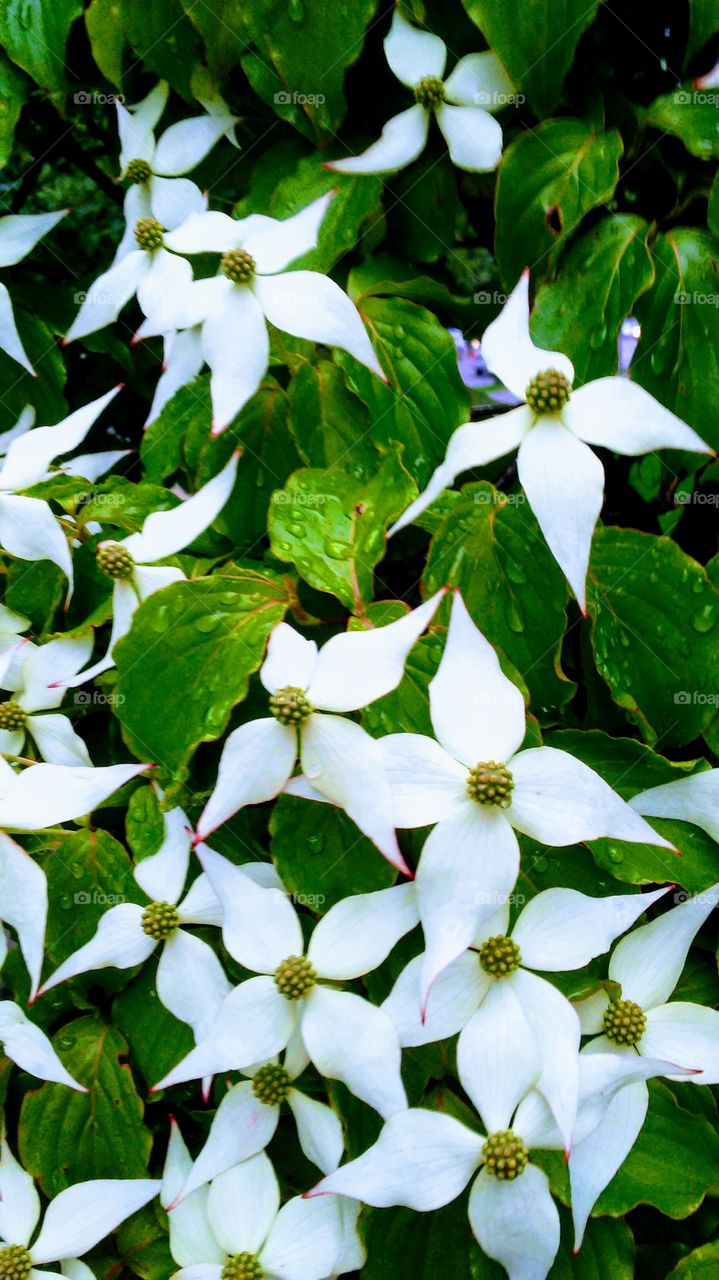 spring beauty. water drops