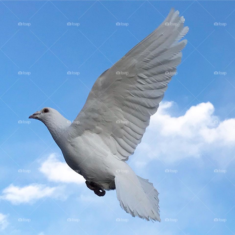 Peace and Beauty                                                     Insta: @greengrassfambam