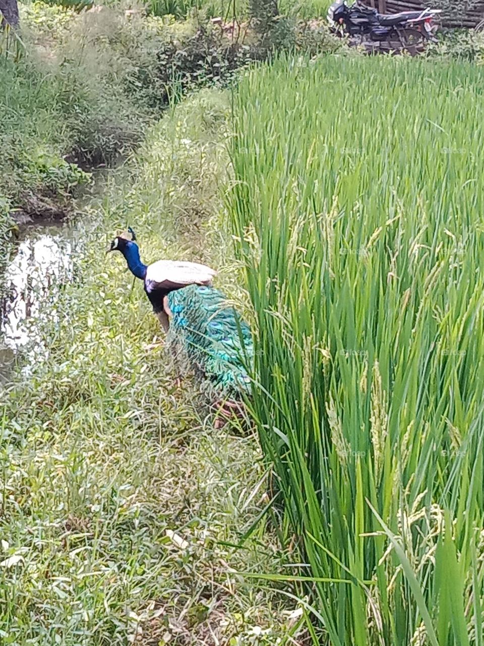 peacock walking in garden site