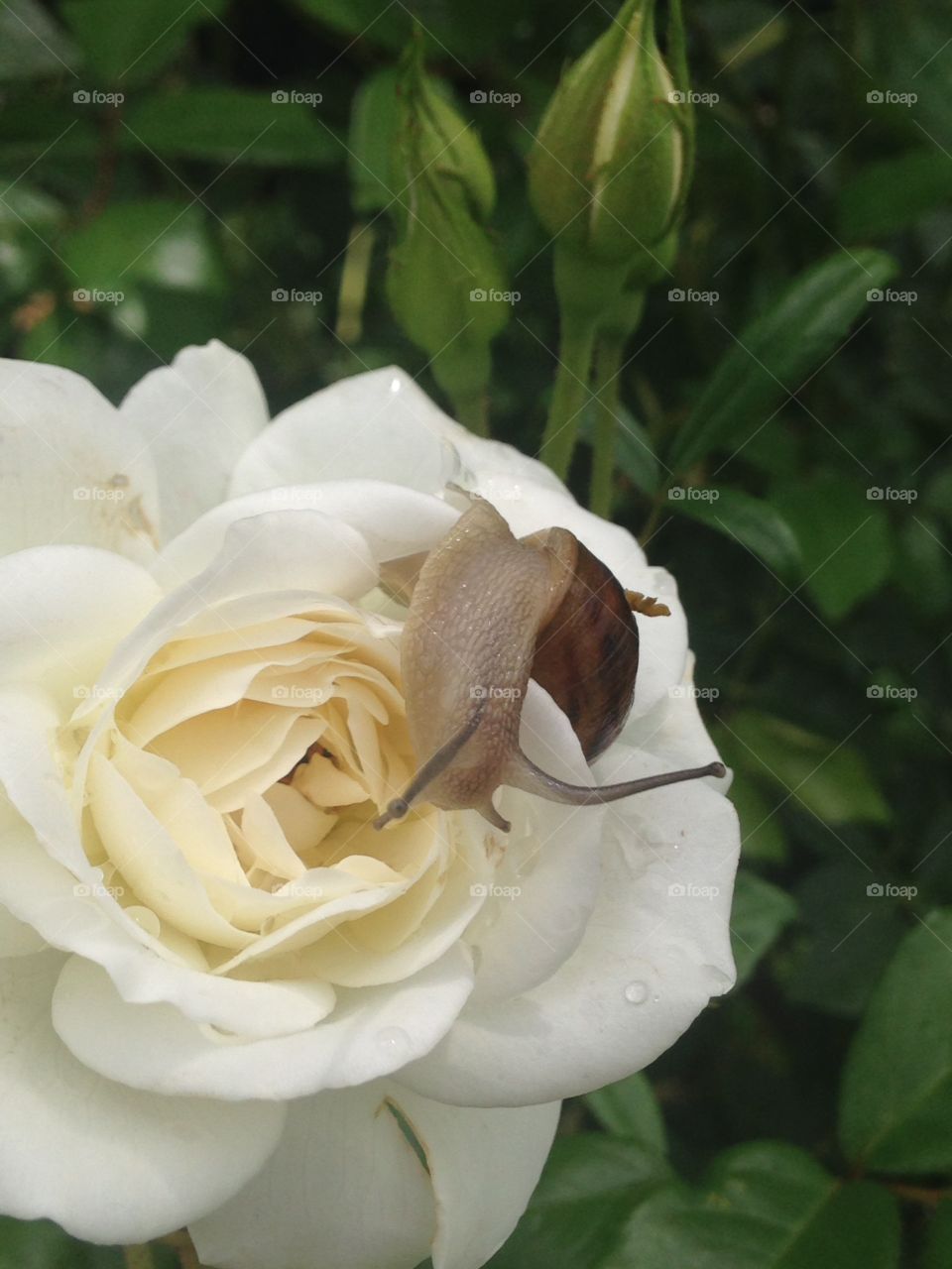 Snail on rose 