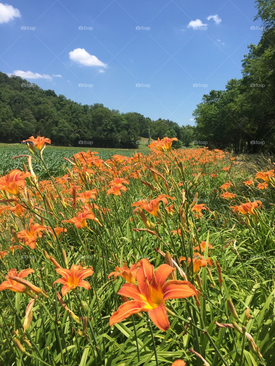 Orange flowers on the field