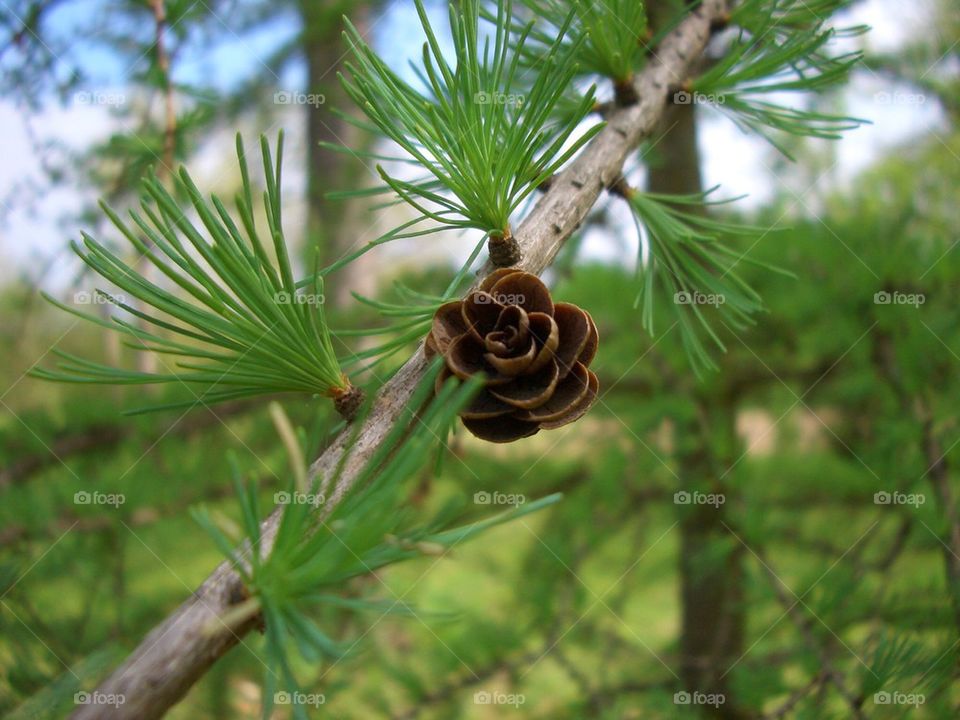 Tiny tamarack Pinecone   