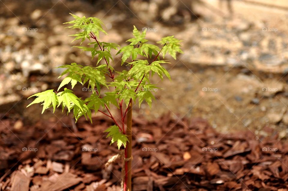 Growing trees