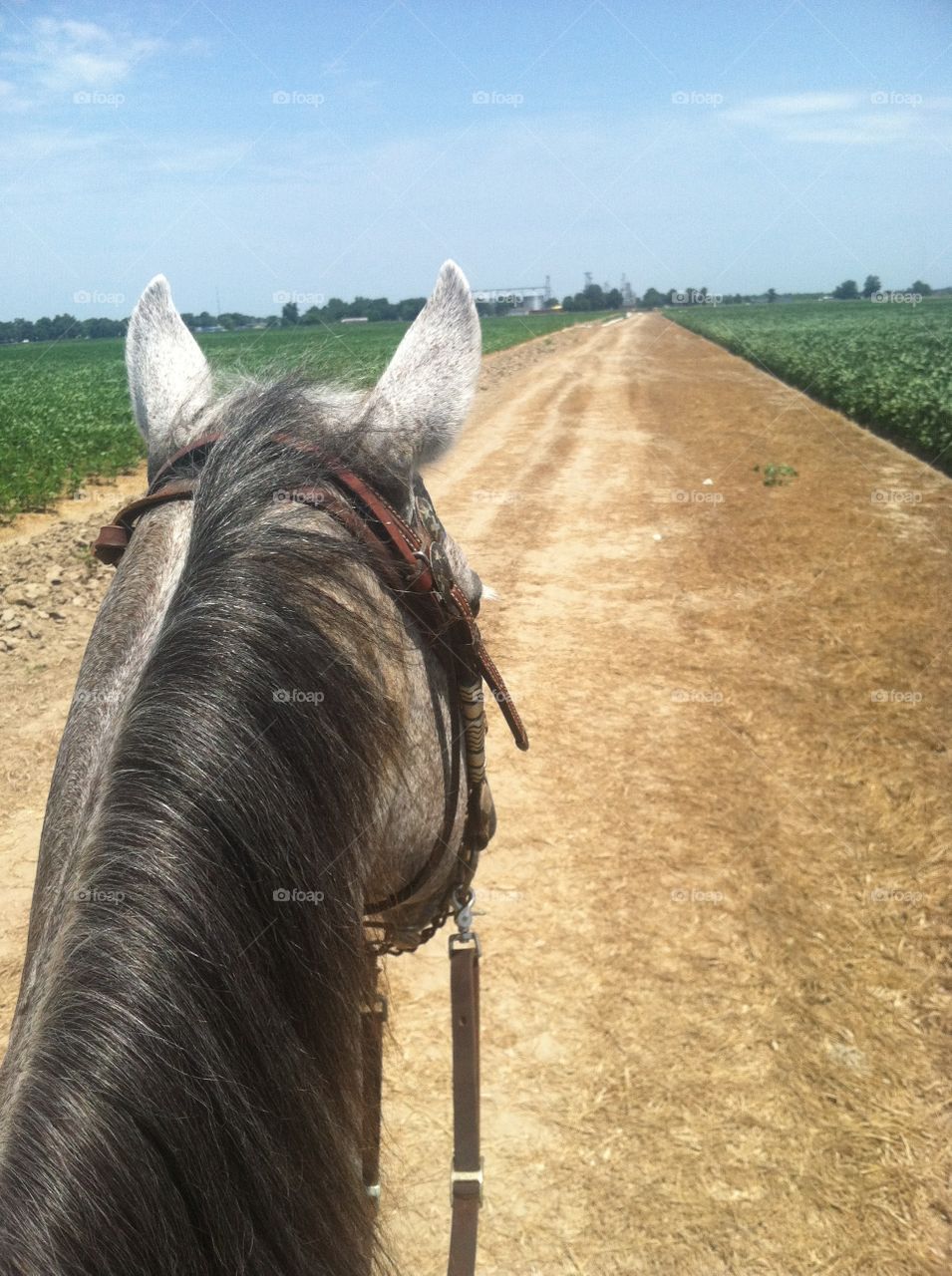 Horseback riding down a dirt turn row in the Mississippi Delta 