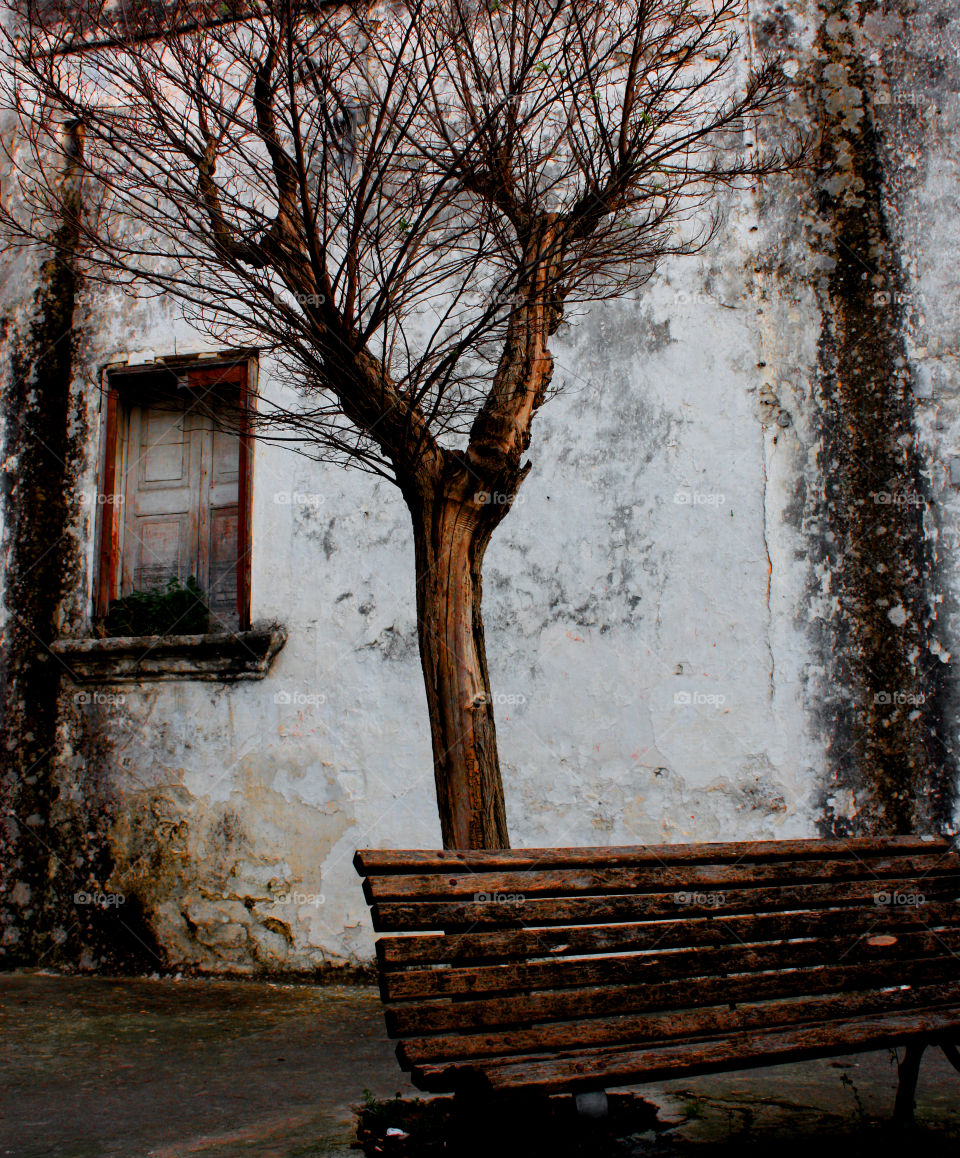 A window, a bare tree, a bench