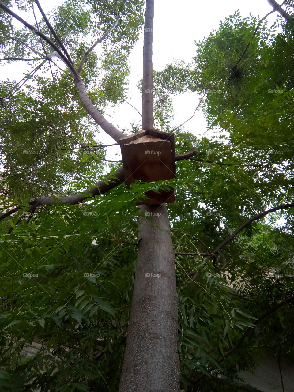beautiful manmade birds nest on the top of tree made of wood- it is a matter of rest.