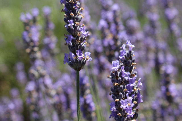 fields of lavender