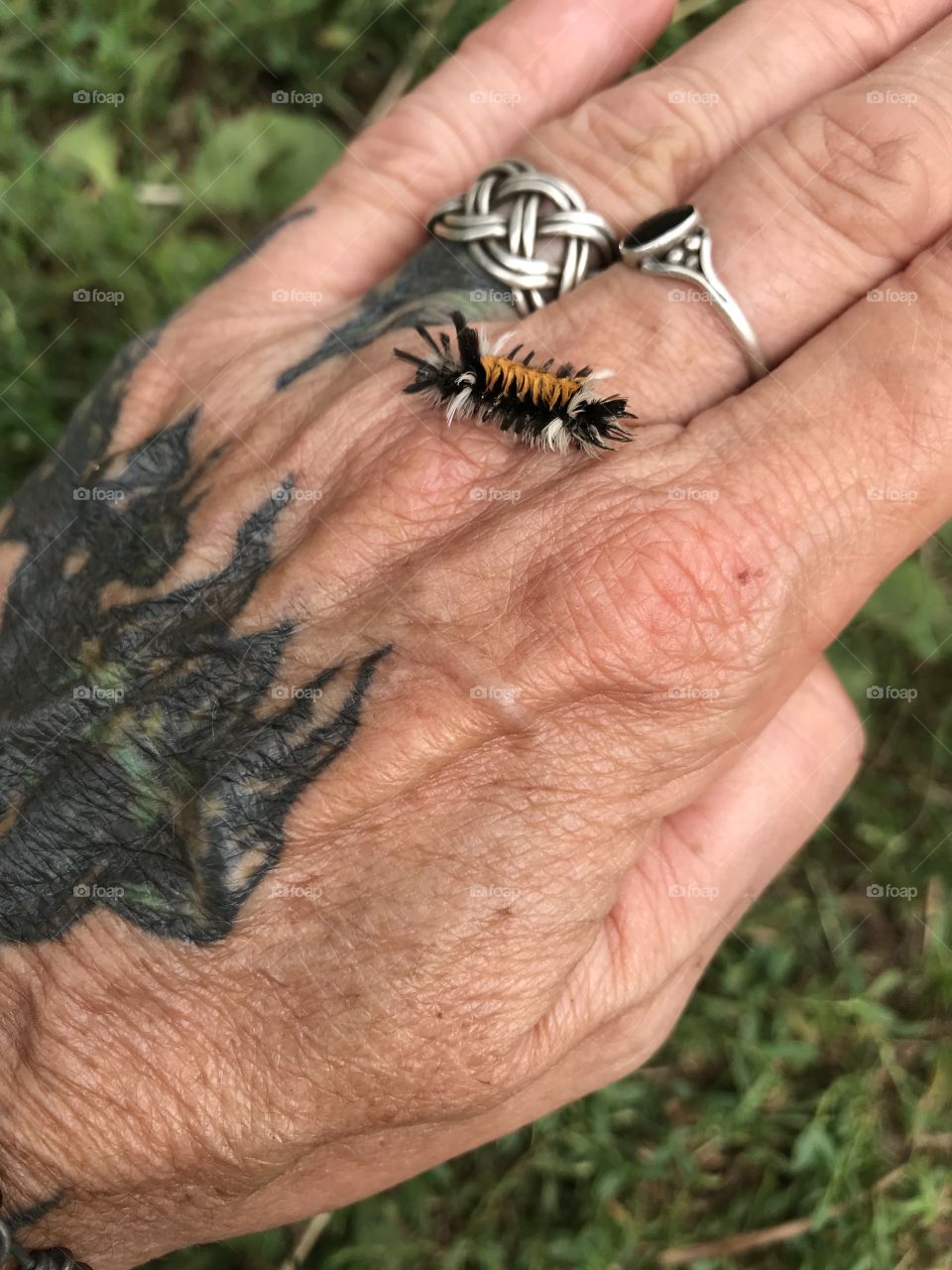 Unique caterpillar crawling across hand