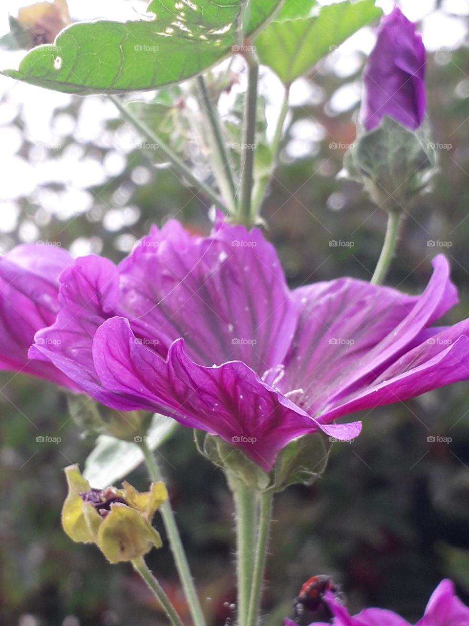 mauve lavatera