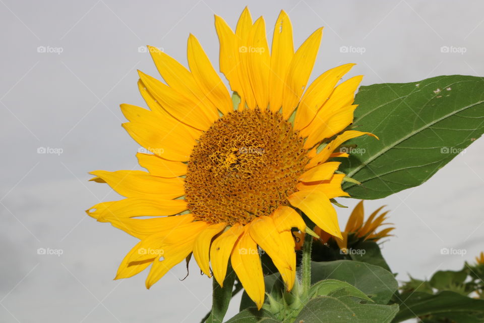 Flower from sun