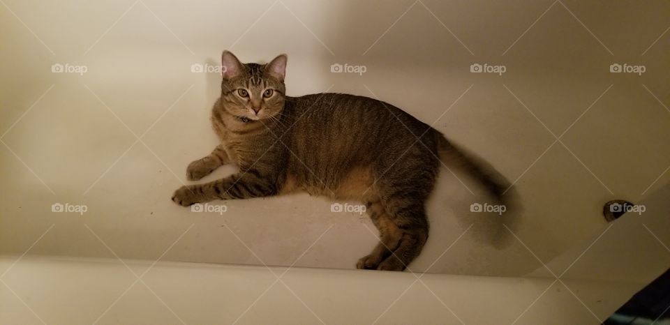 Kitty in the Tub
