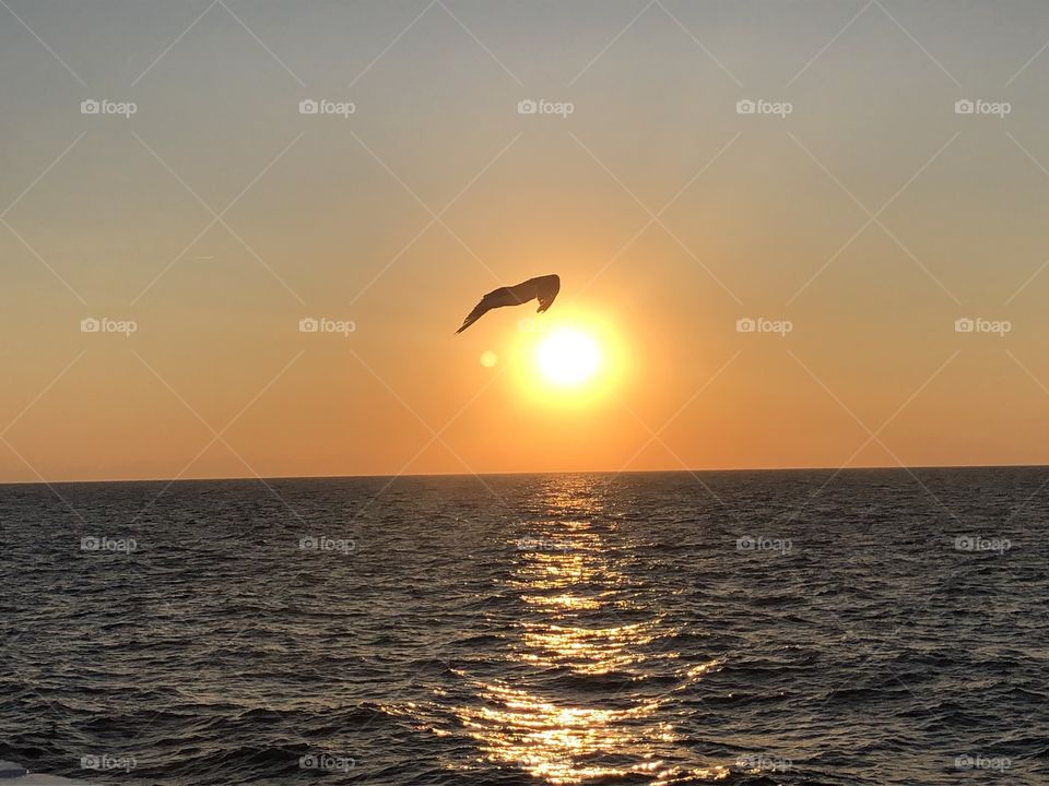 flight of a seagull over the sea at sunset with the sun behind 