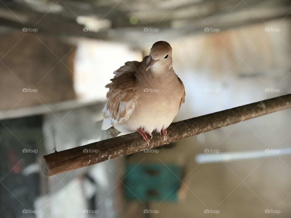 Dove