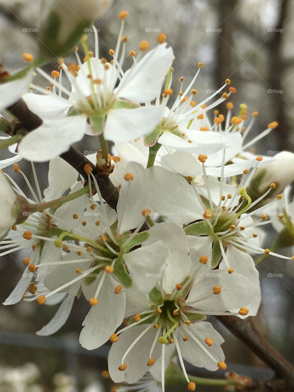 Spring flowering