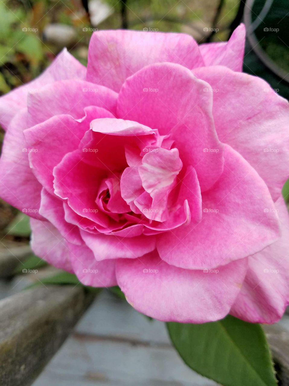 Pink fragrant rose in full bloom.