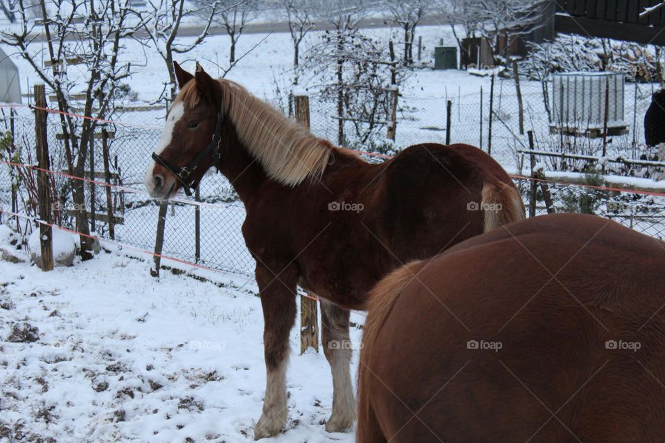 Horses on the snow 