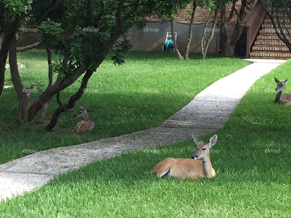 Deer making them selves at home 