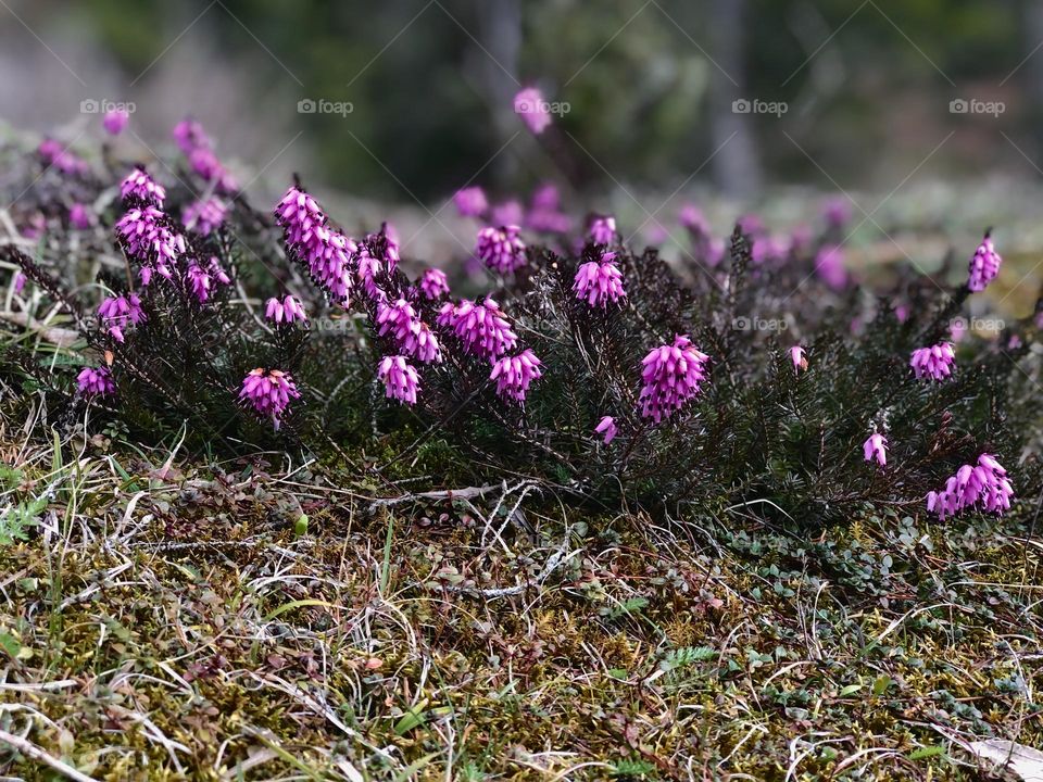 Beautiful pink flowers as a first sign of spring in alps