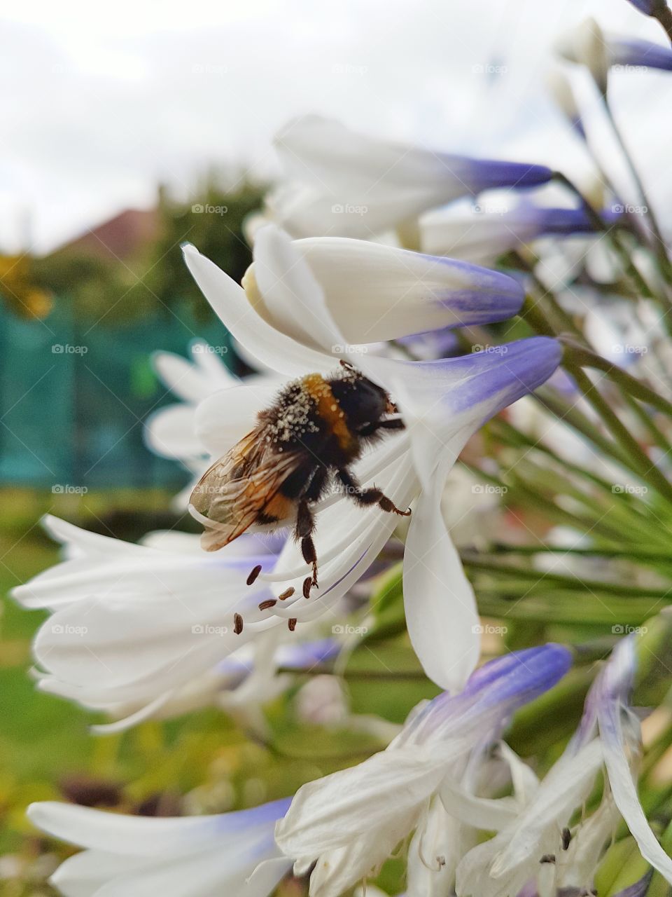 Honey bee on white flower
