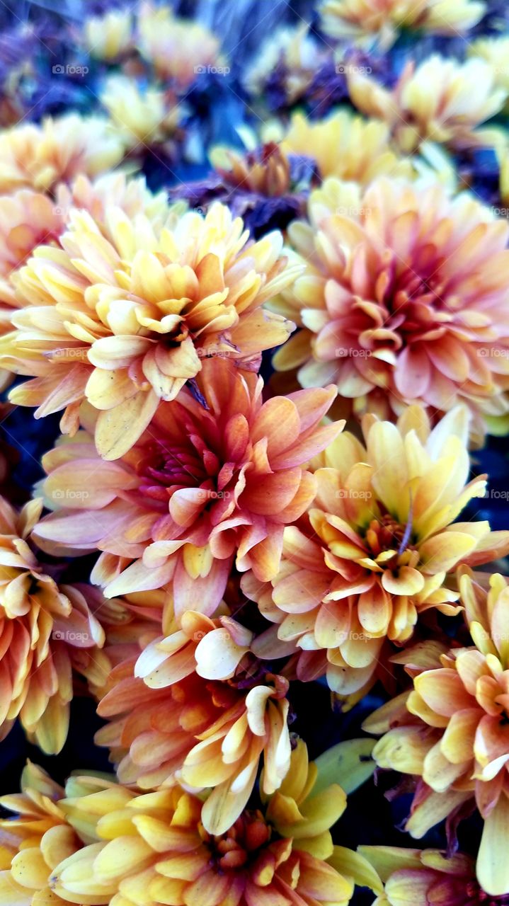 closeup of Autumn Mums