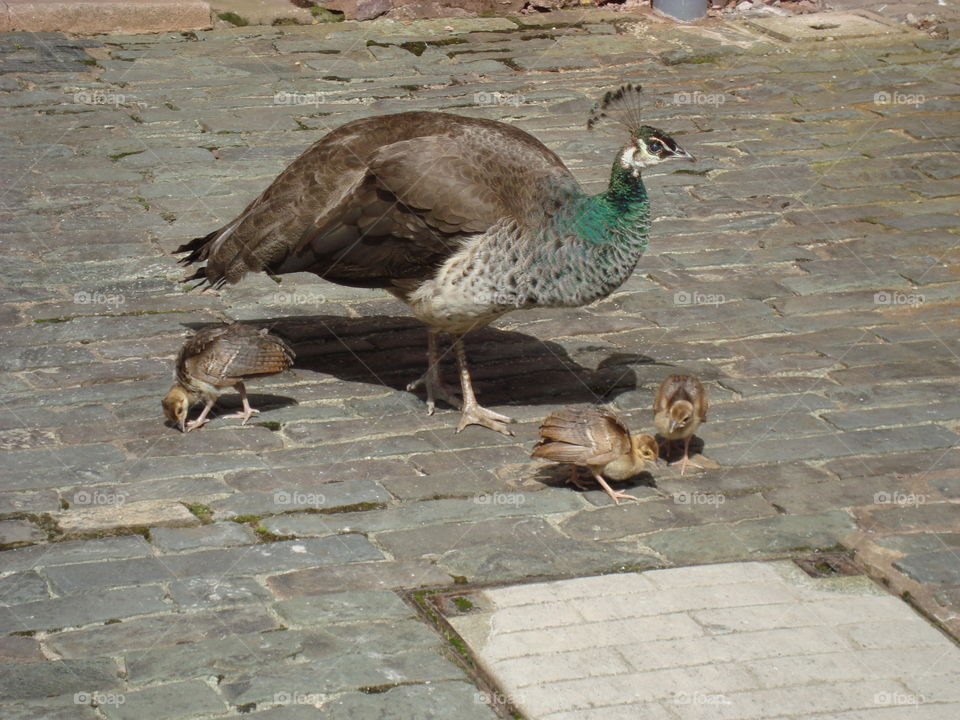 Baby chicks with Mom