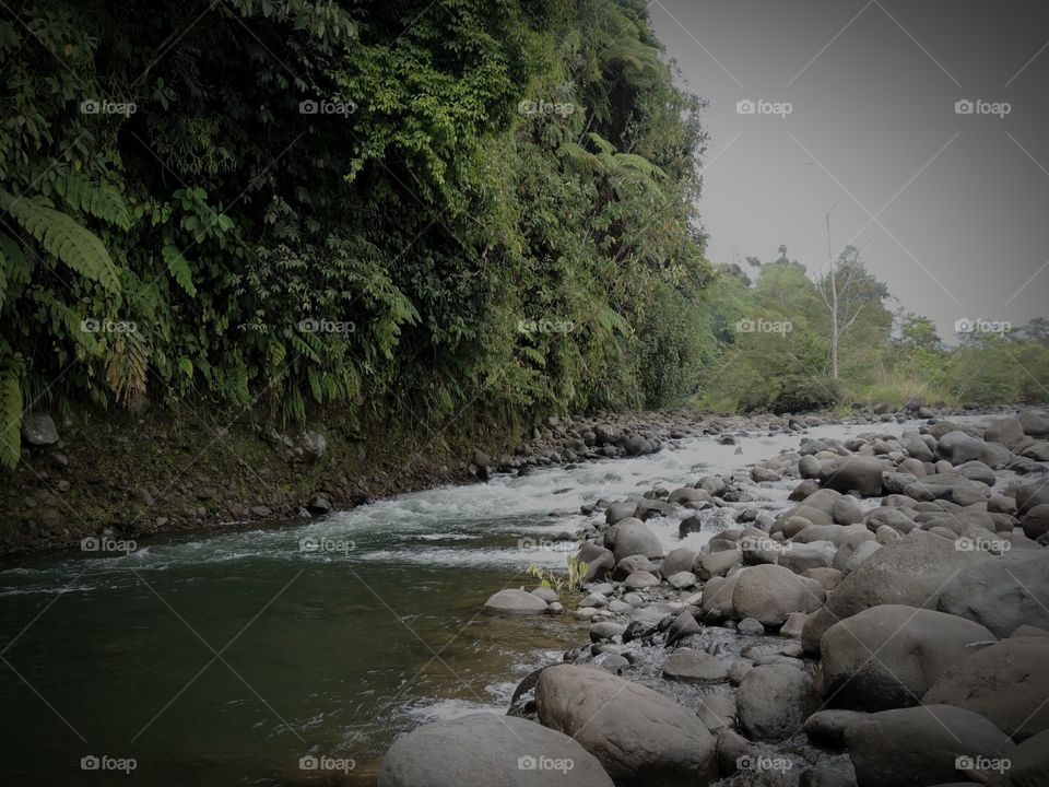 Sumatra RainForest "River"
