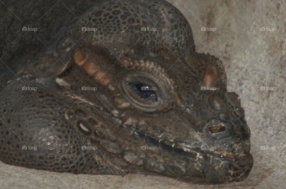 Rhinoceros Iguana face