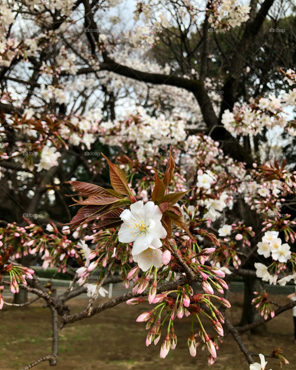 Sakura