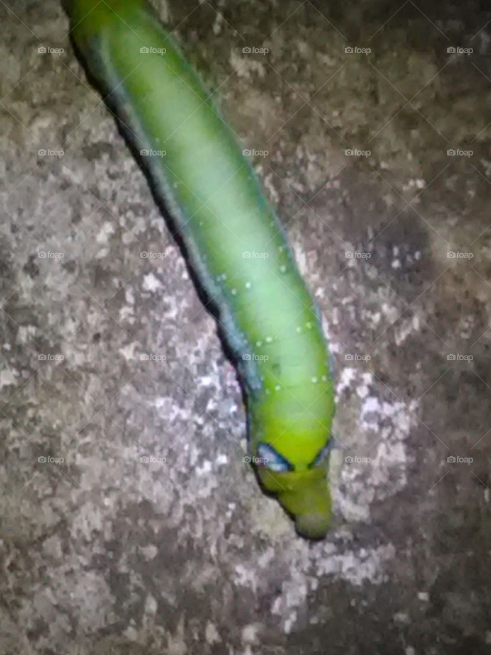 After rainy days, we get to see the types of Ilio species of egg, larva and worm.