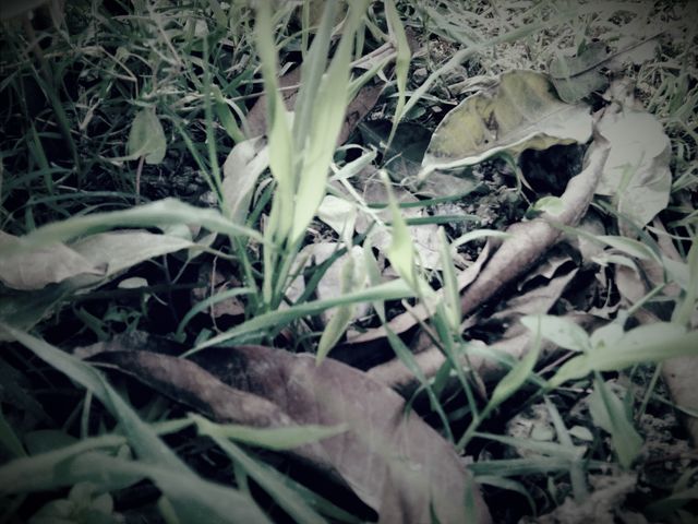 grass